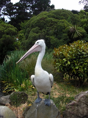 pelican